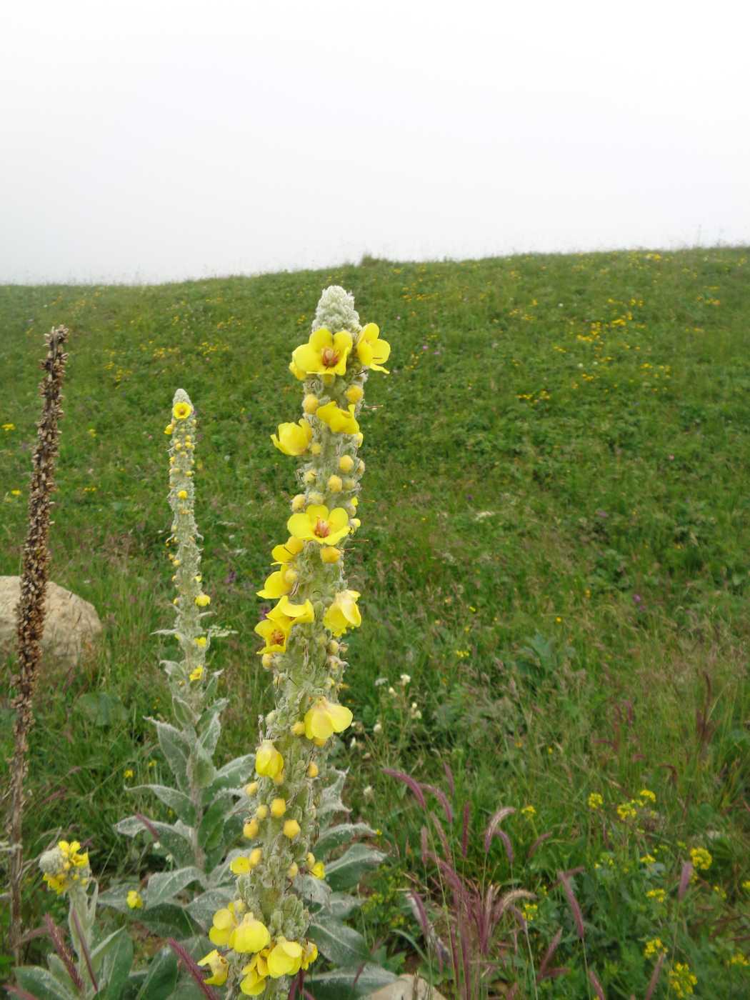 Image of Verbascum georgicum specimen.