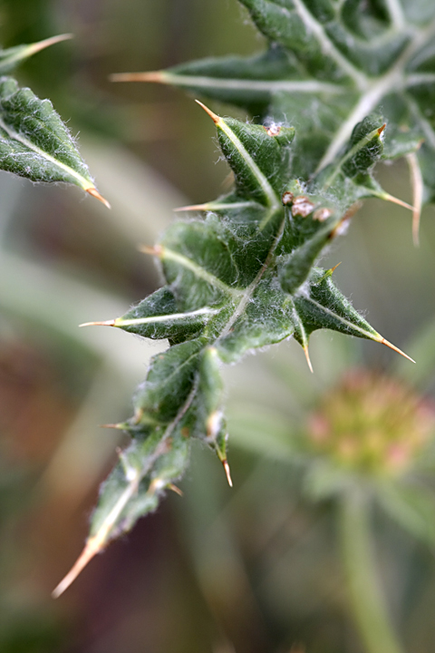 Image of Cousinia minkwitziae specimen.