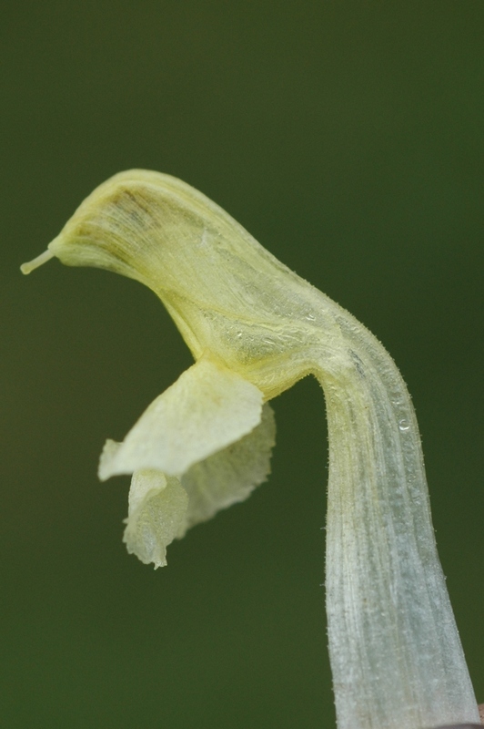 Image of Pedicularis ludwigii specimen.