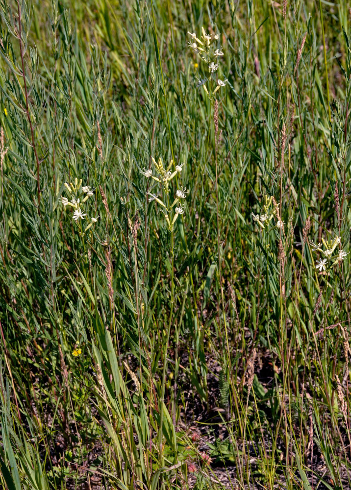 Image of Silene multiflora specimen.