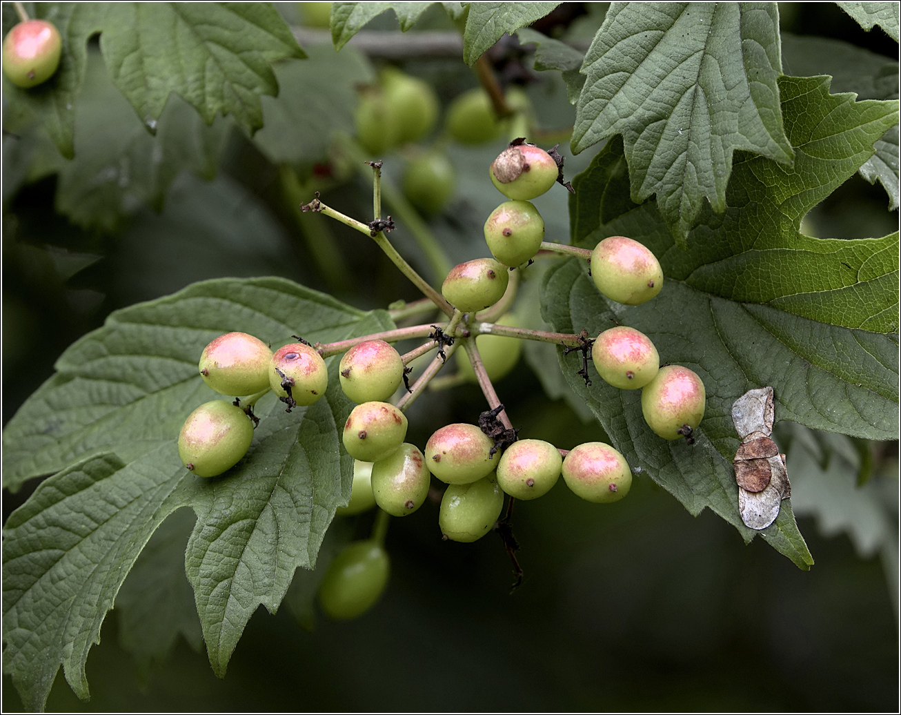 Изображение особи Viburnum opulus.