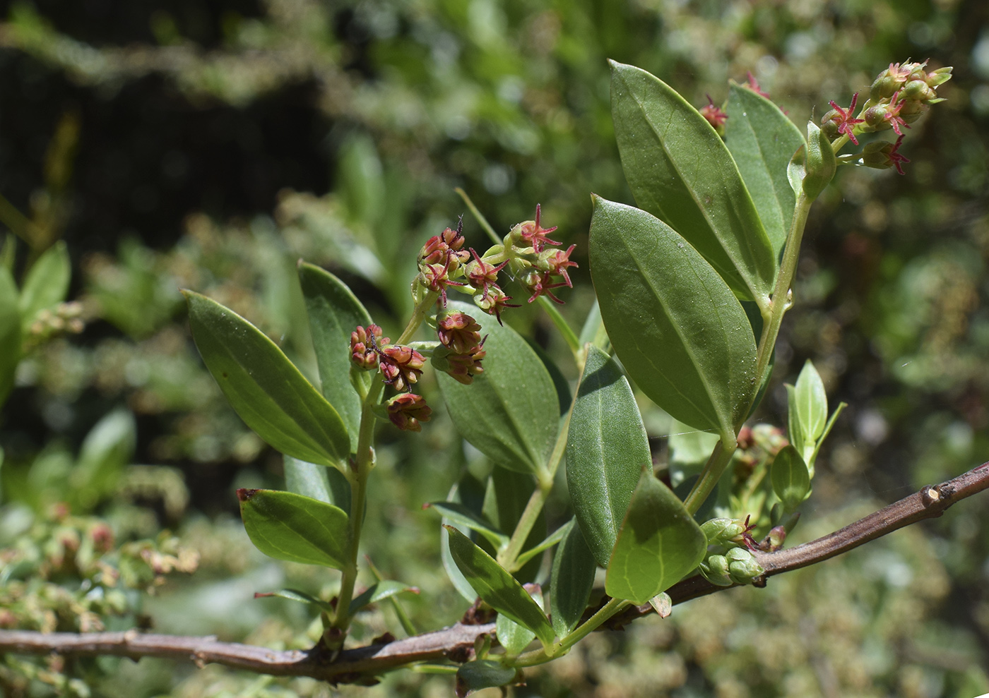 Image of Coriaria myrtifolia specimen.