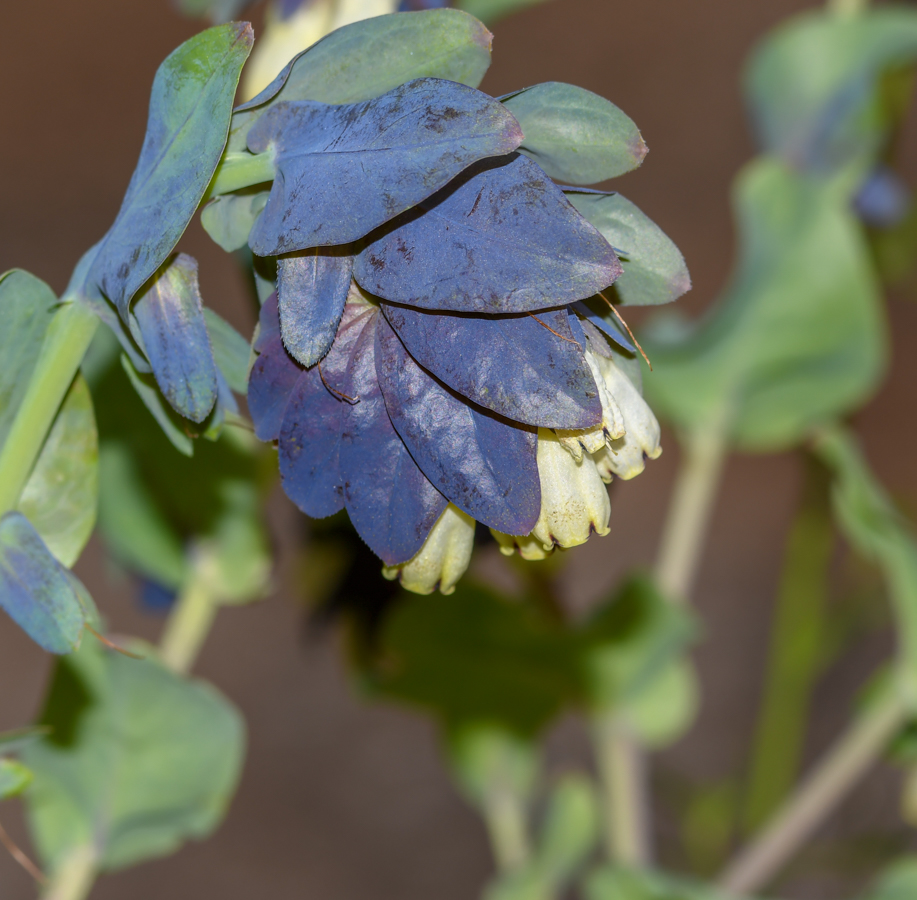 Image of Cerinthe palaestina specimen.