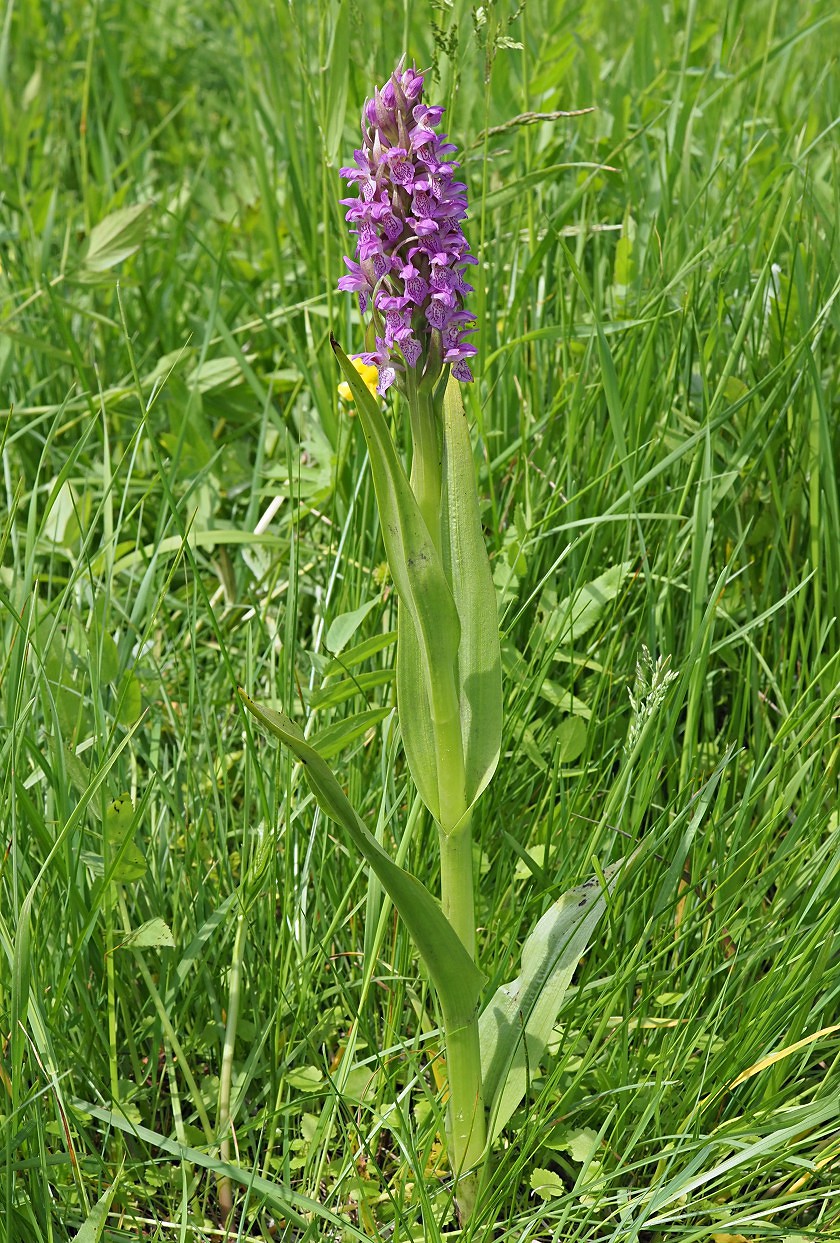 Изображение особи Dactylorhiza incarnata.