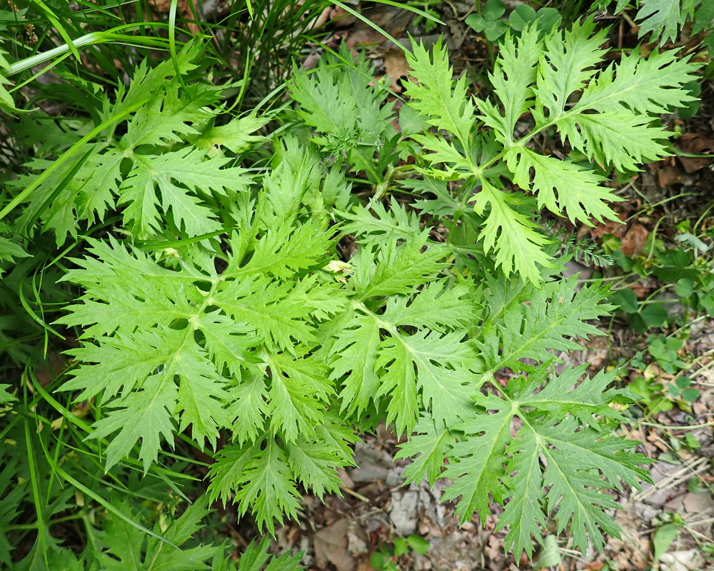 Изображение особи Artemisia maximovicziana.