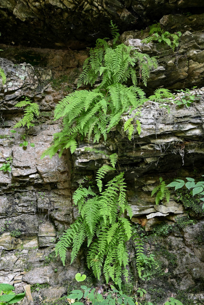 Image of Woodsia caucasica specimen.