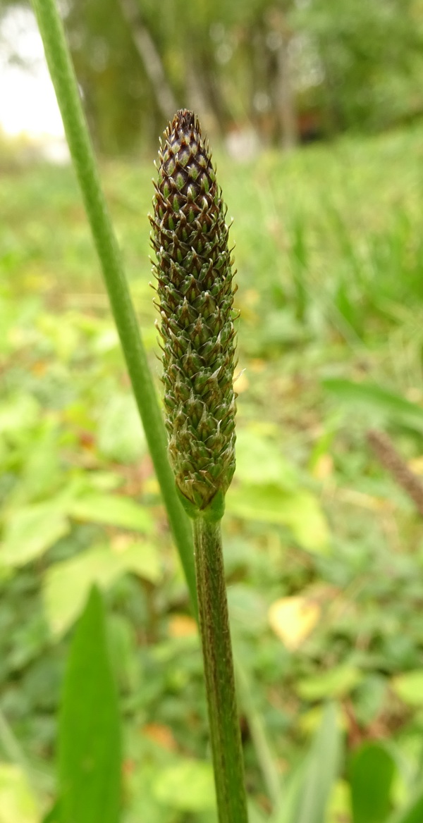 Image of Plantago lanceolata specimen.