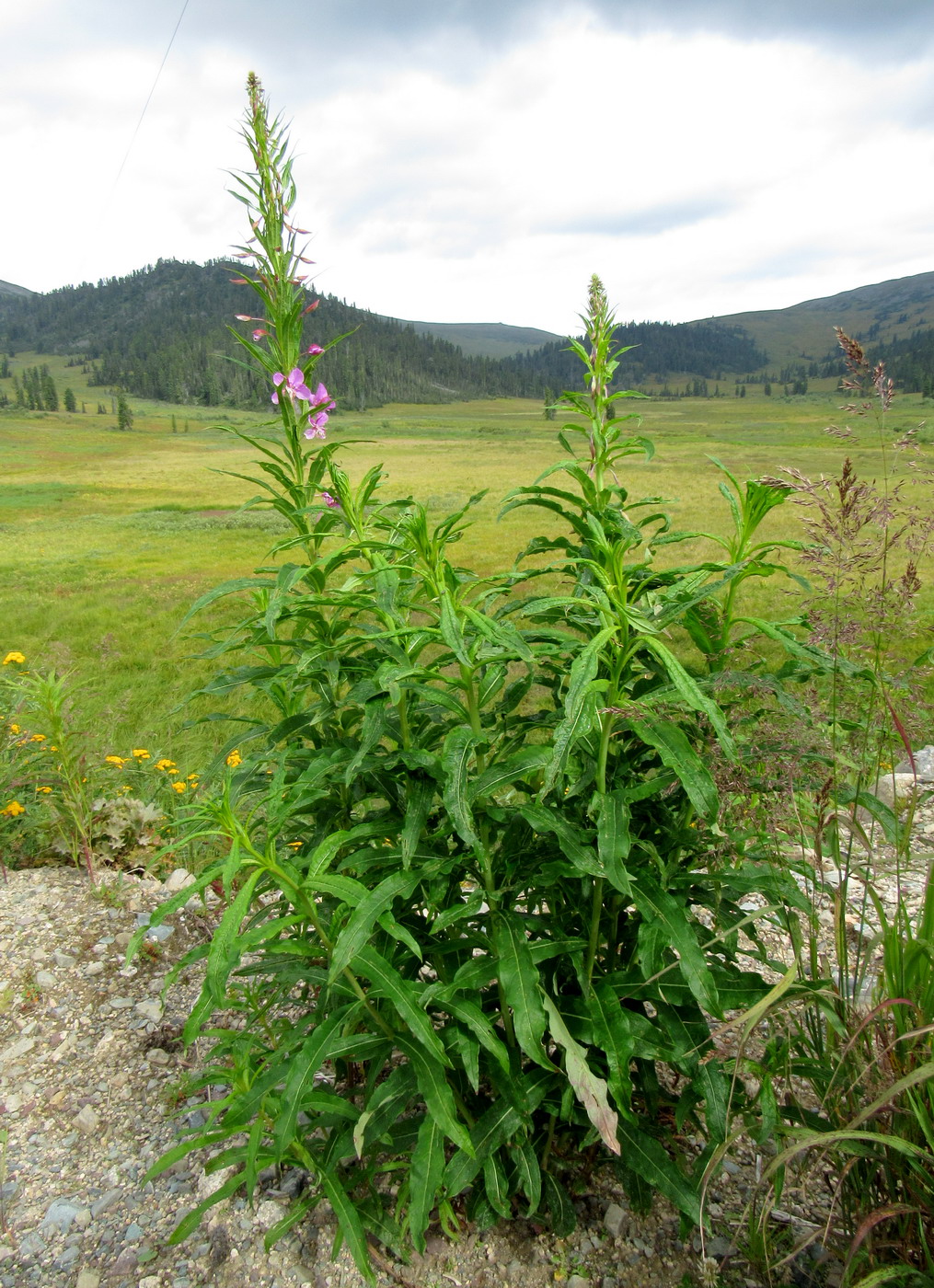 Изображение особи Chamaenerion angustifolium.