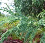 Cryptomeria japonica