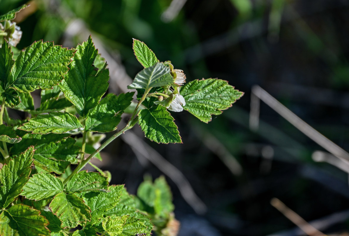 Изображение особи Rubus idaeus.