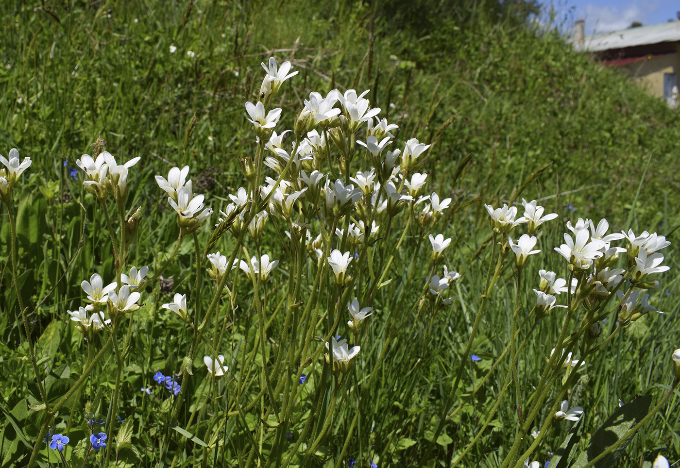 Изображение особи Saxifraga granulata.