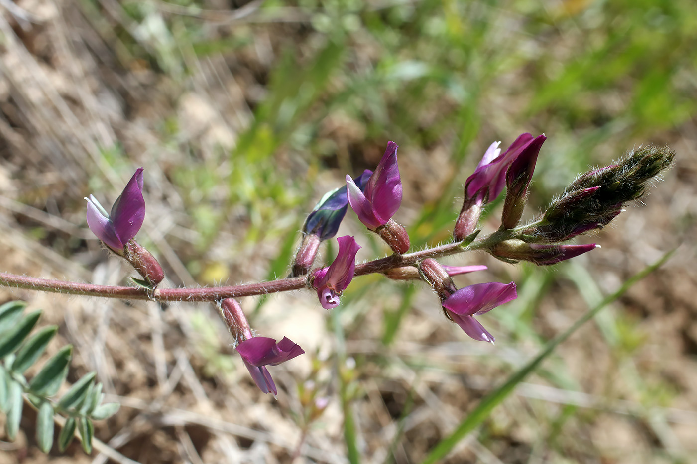 Image of Oxytropis lithophila specimen.