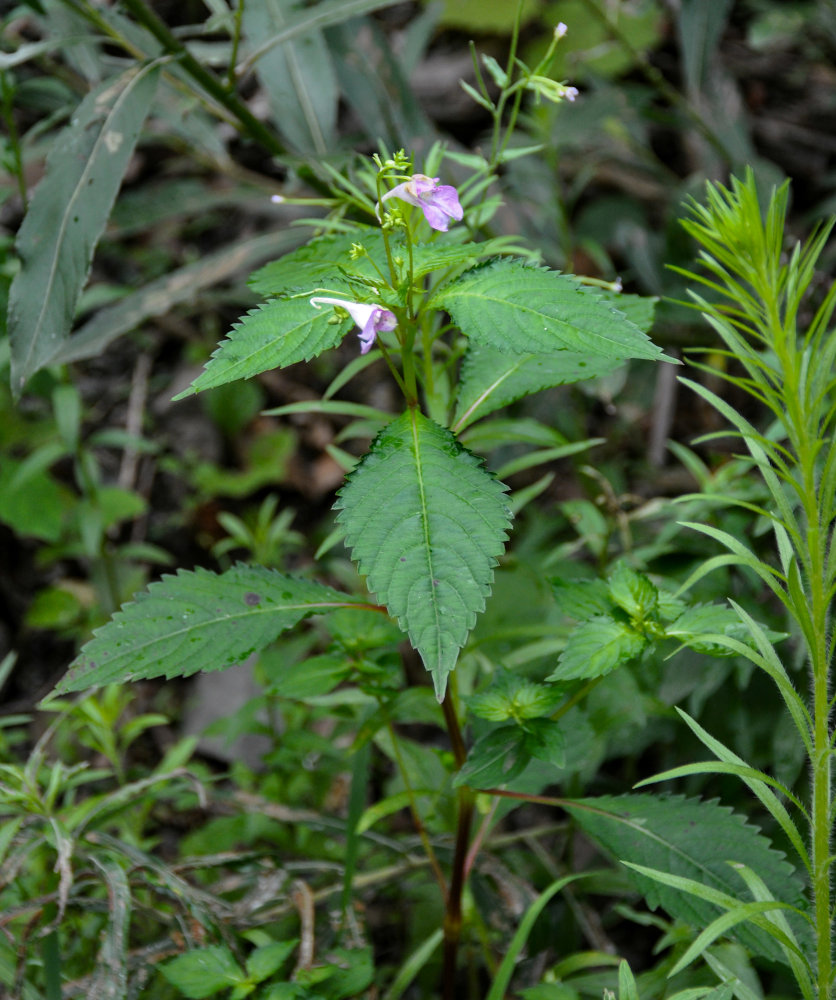 Image of Impatiens furcillata specimen.