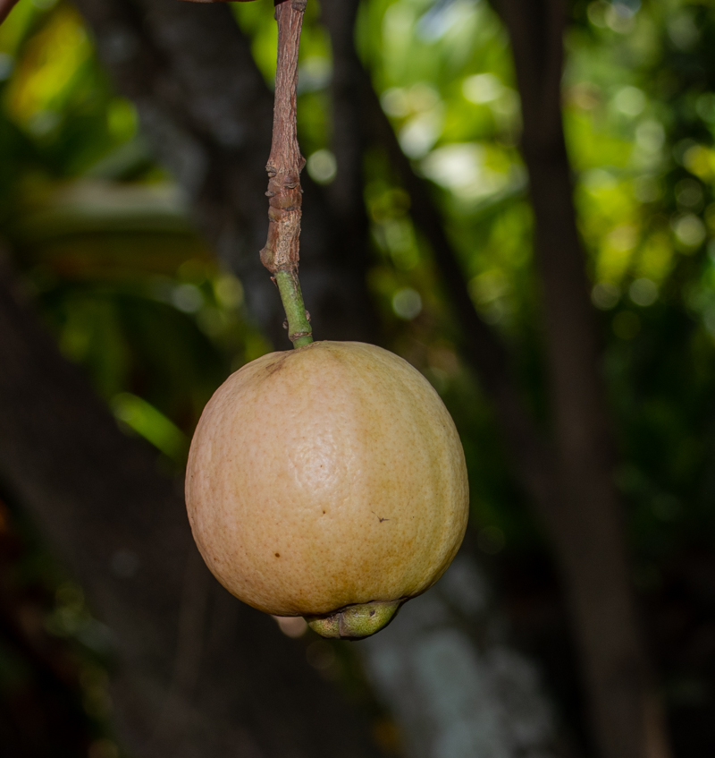 Image of Syzygium jambos specimen.