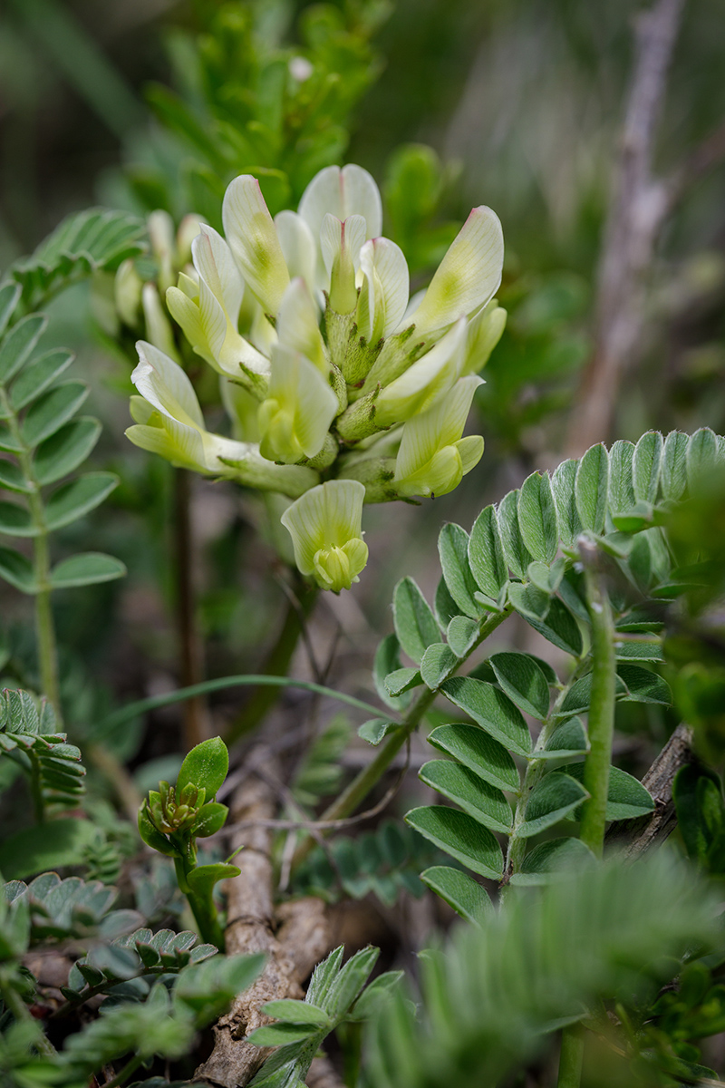 Изображение особи Astragalus resupinatus.