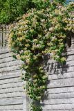 Смотреть изображение Lonicera caprifolium
