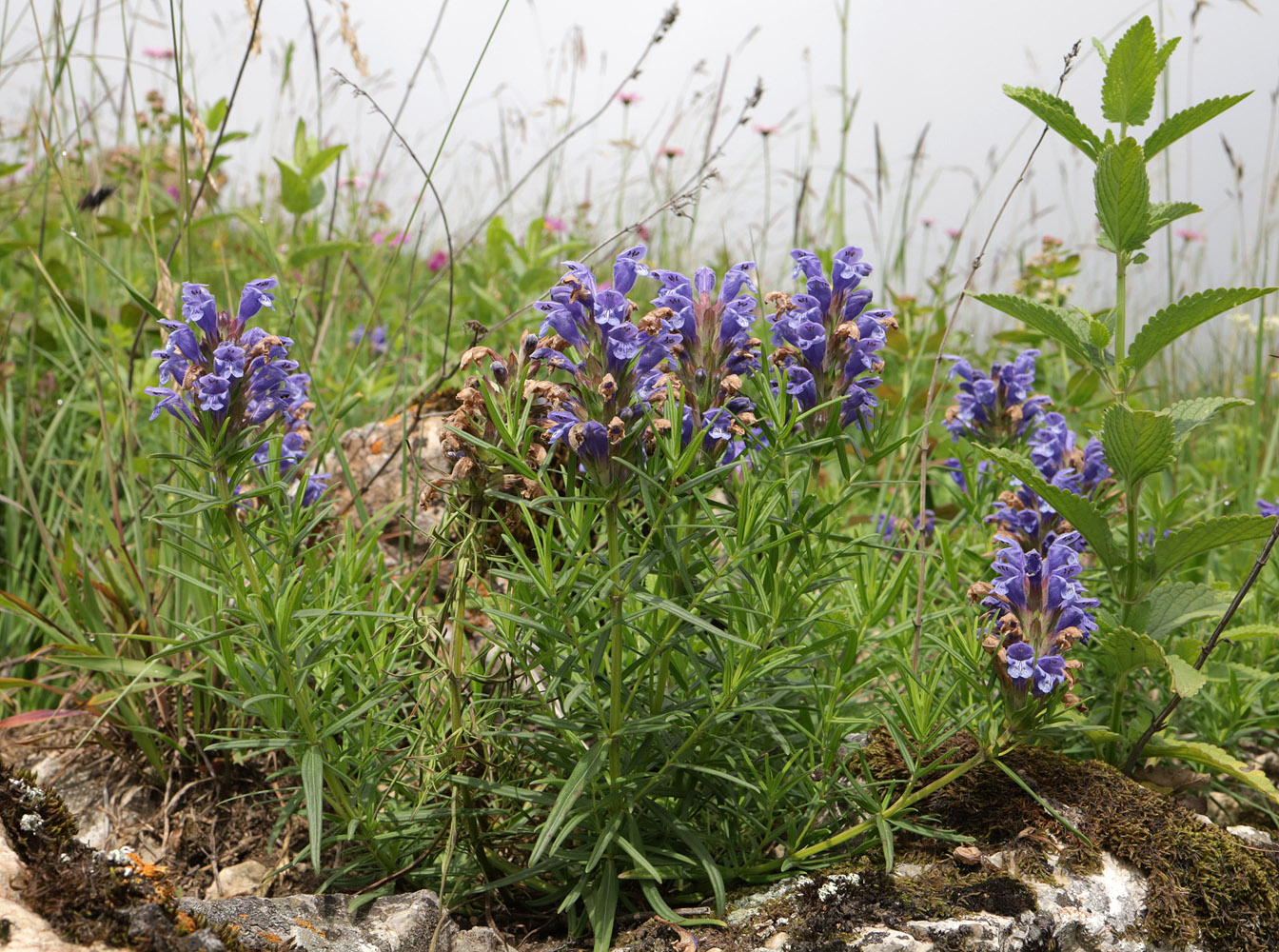 Изображение особи Dracocephalum austriacum.