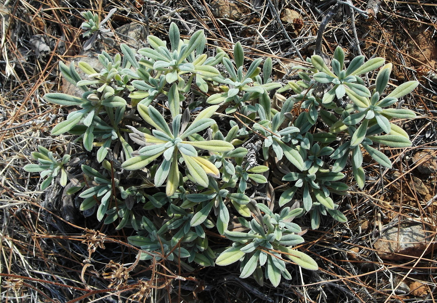 Image of genus Onosma specimen.