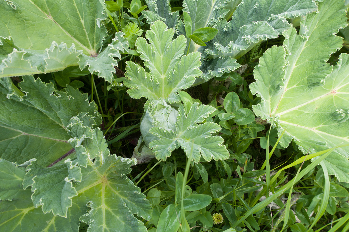 Изображение особи Heracleum leskovii.