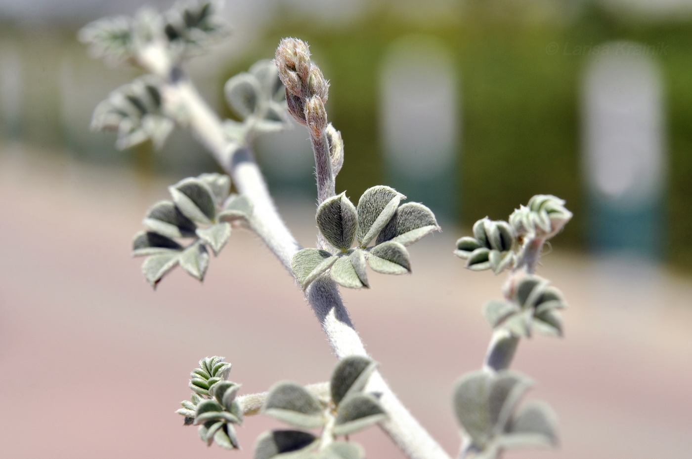 Image of Indigofera heterotricha specimen.