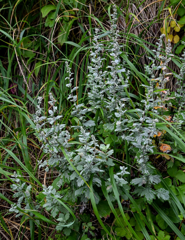 Изображение особи Artemisia koidzumii.