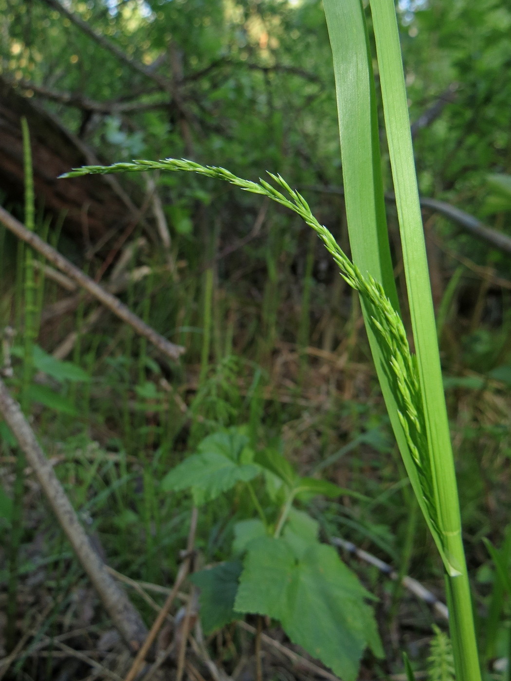 Image of Poa remota specimen.