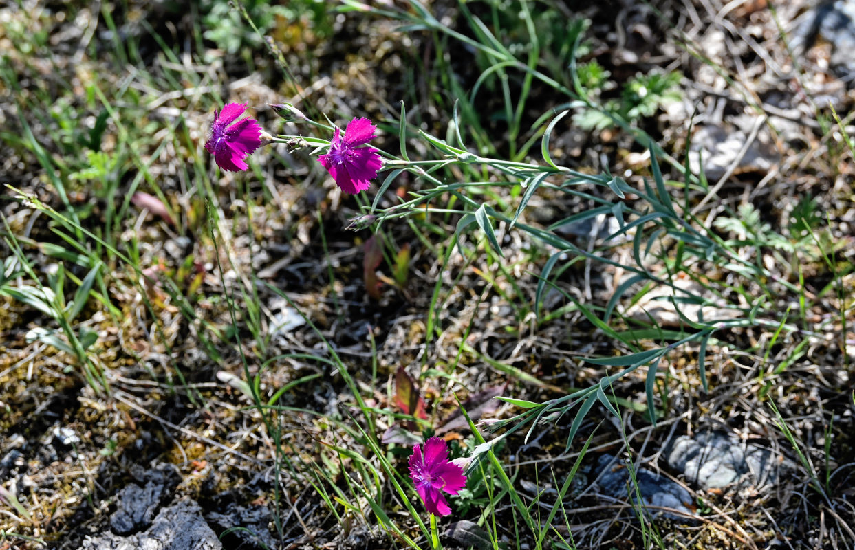 Изображение особи Dianthus versicolor.