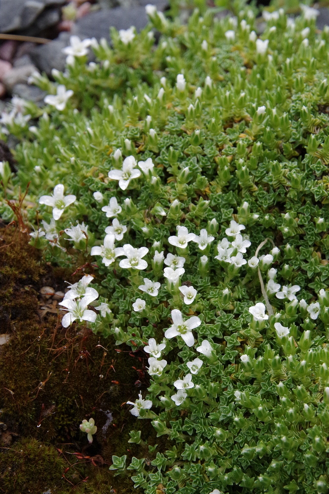 Image of Arenaria tetraquetra specimen.