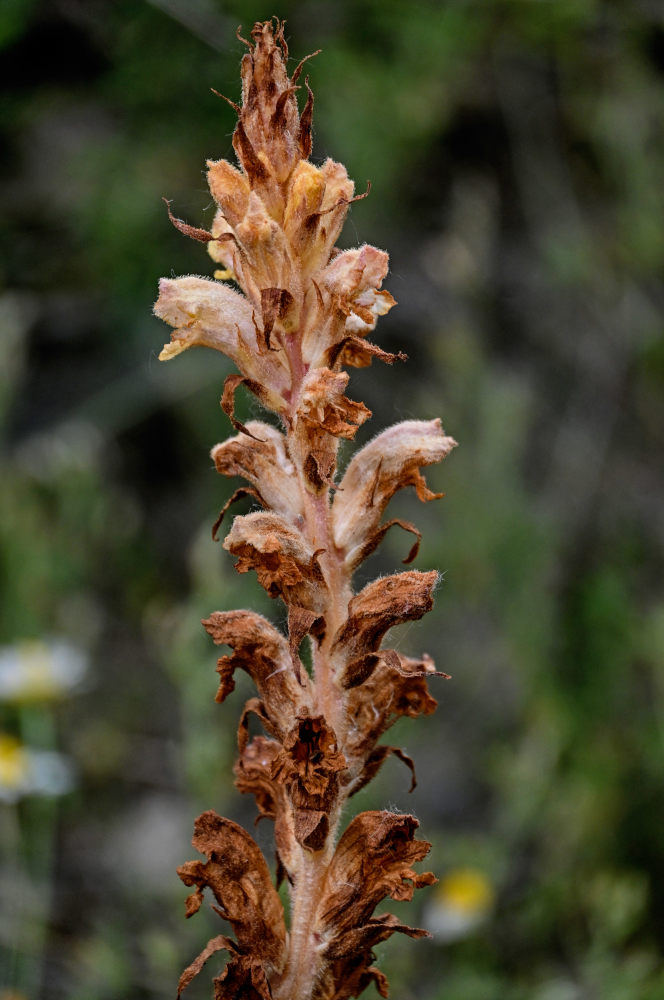 Image of genus Orobanche specimen.