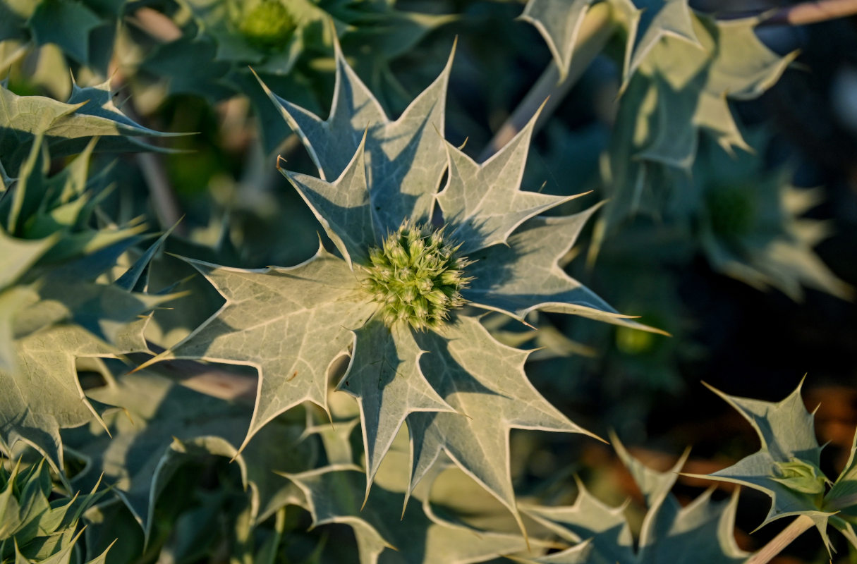 Изображение особи Eryngium maritimum.