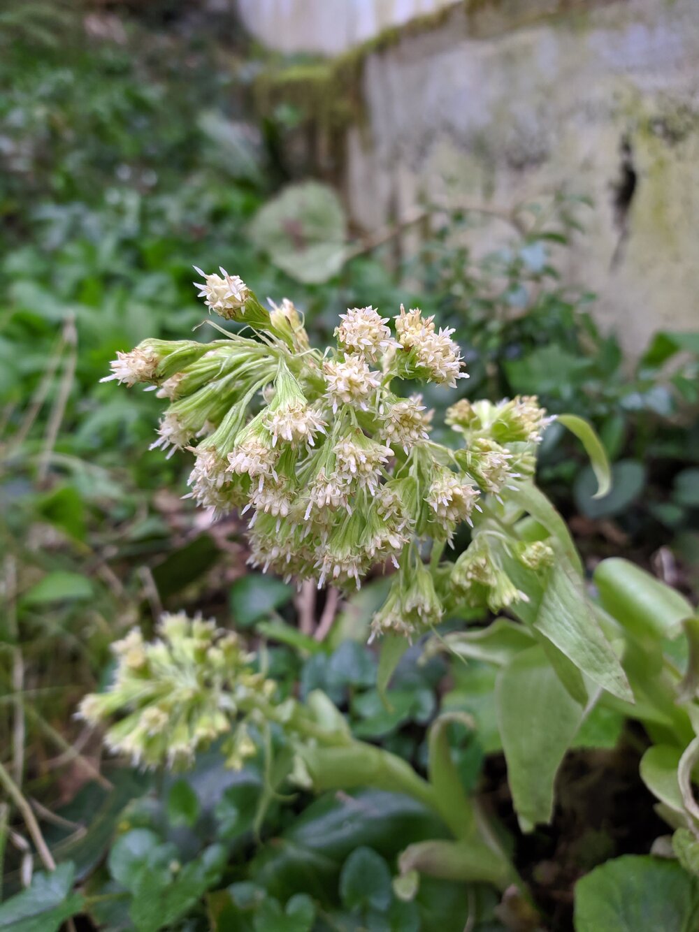 Image of Petasites albus specimen.