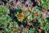 Potentilla miyabei