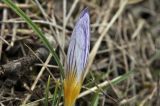 Crocus tauricus. Бутон. Крым, Симферопольский р-н, окр. с. Урожайное, р-н дачного посёлка, во дворе. 18.02.2024.