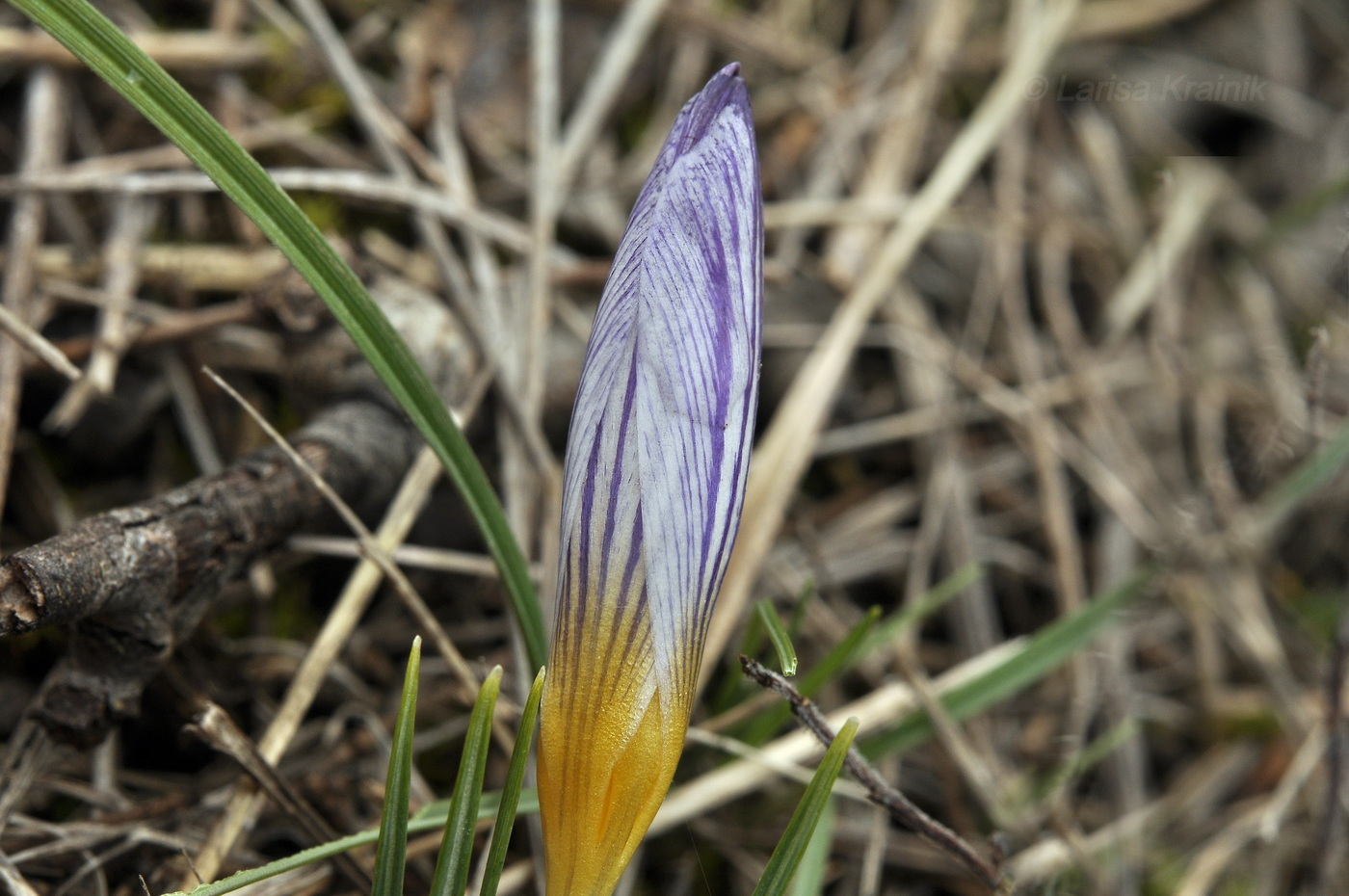 Image of Crocus tauricus specimen.