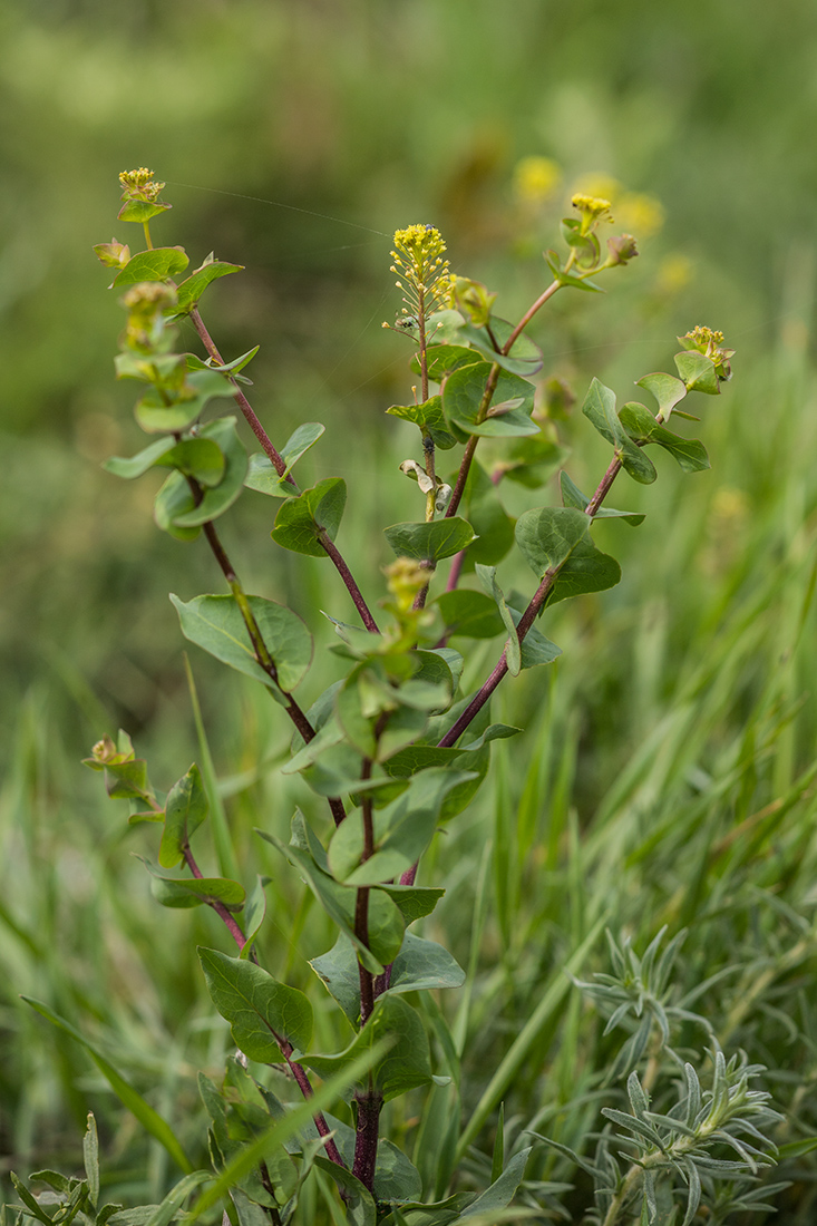 Image of Lepidium perfoliatum specimen.