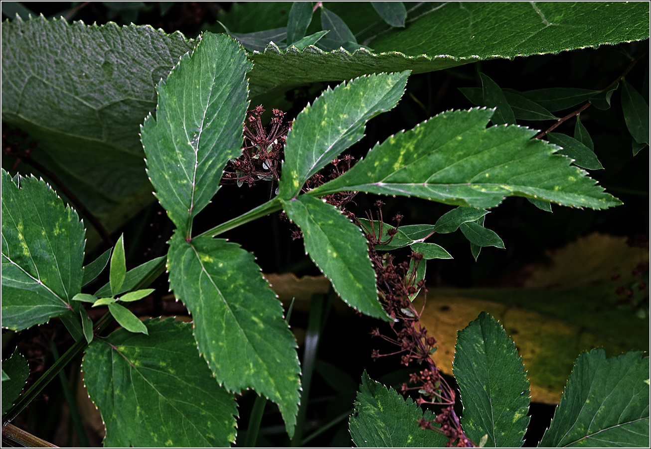 Изображение особи Angelica sylvestris.