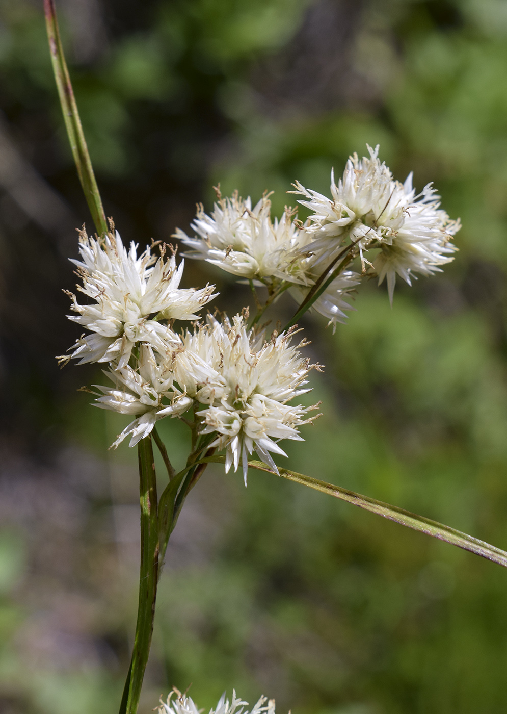 Image of Luzula nivea specimen.