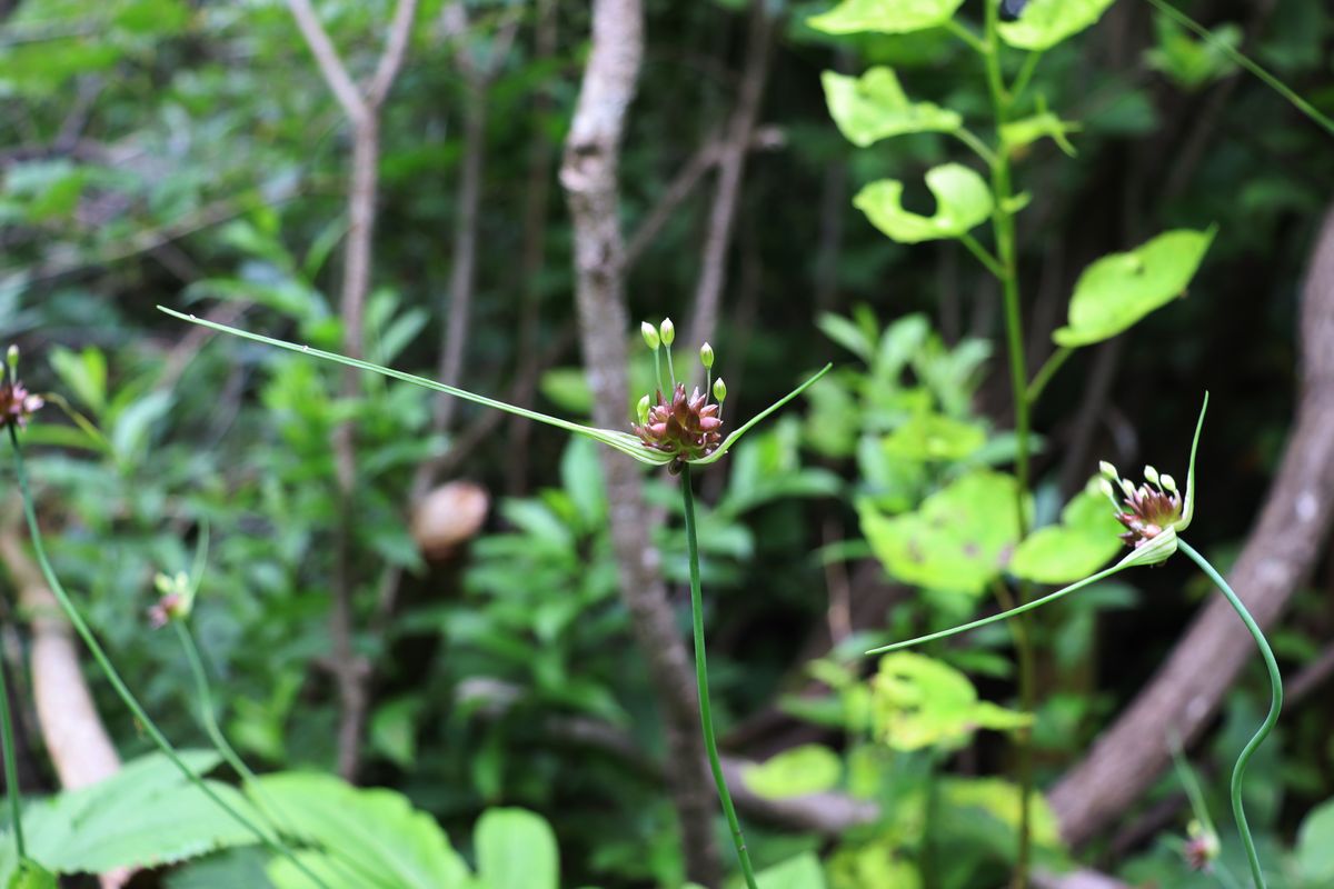 Image of Allium oleraceum specimen.