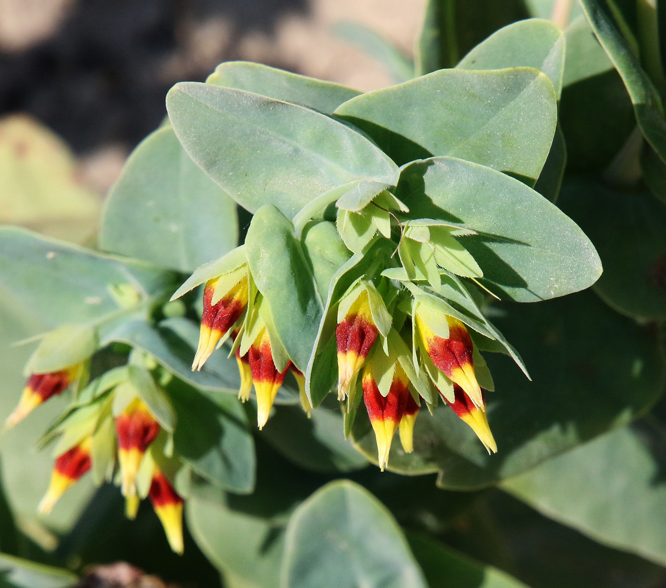 Image of Cerinthe minor specimen.