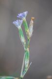 Dianthus pallens