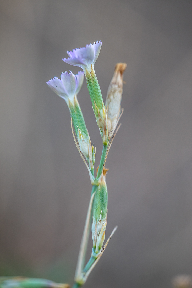 Изображение особи Dianthus pallens.