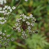 Ostericum maximowiczii. Соцветие с пауком и кормящимися насекомыми. Хабаровский край, окр. г. Комсомольск-на-Амуре, смешанный лес. 28.08.2024.