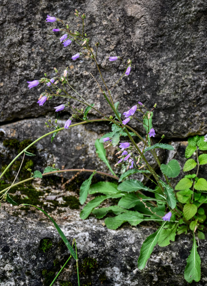 Изображение особи род Campanula.