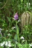 Dactylorhiza urvilleana. Цветущее растение. Чечня, Шаройский р-н, западный склон пер. Цумандинский, выс. ок. 2150 м н.у.м., бровка небольшого леса. 24 июня 2024 г.