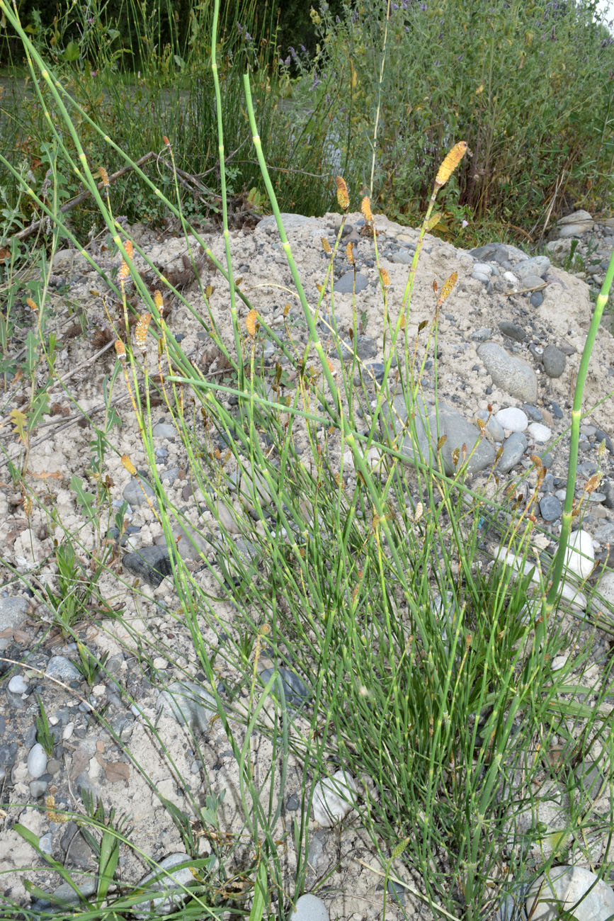 Image of Equisetum ramosissimum specimen.