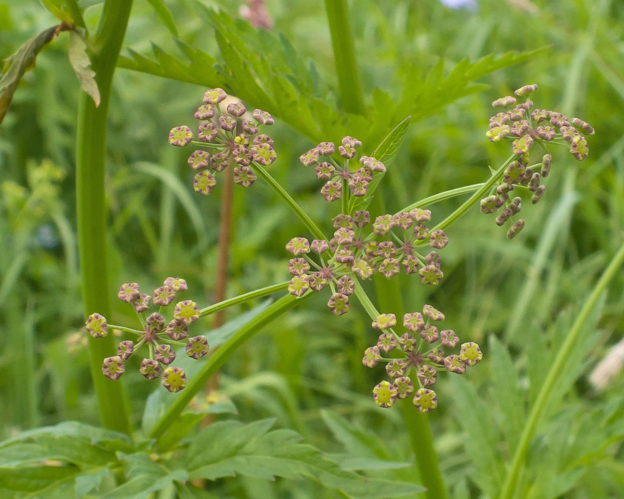 Изображение особи семейство Apiaceae.