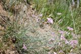 Convolvulus pseudocantabrica