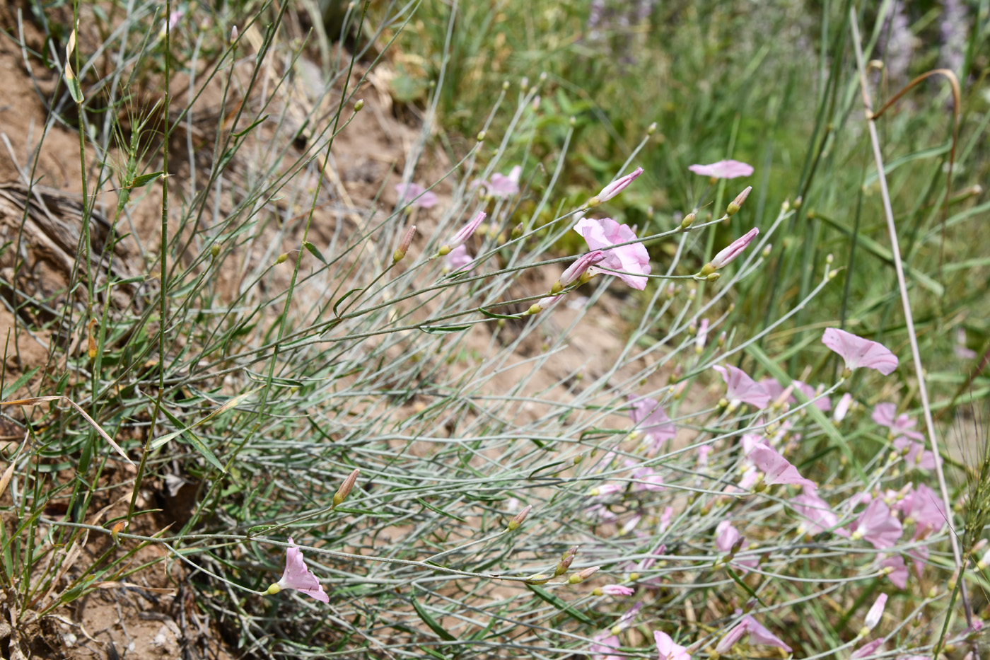 Image of Convolvulus pseudocantabrica specimen.