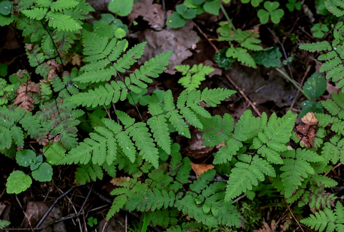 Изображение особи Gymnocarpium dryopteris.