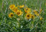 Senecio pseudoarnica. Верхушка цветущего растения. Камчатский край, Елизовский р-н, берег Авачинского залива, Халактырский пляж, луг. 08.08.2024.